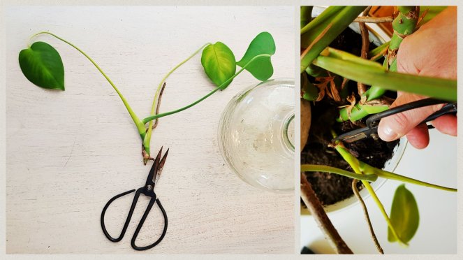 Monstera Ableger richtig schneiden auswählen Blätter ausdünnen Luftwurzel