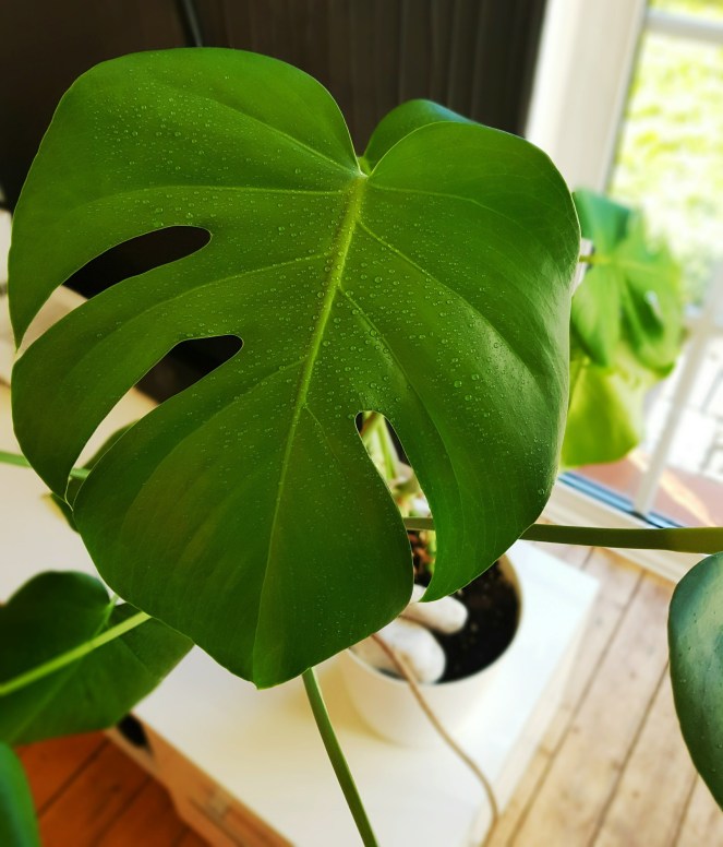 Monstera Pflegetipp tropische Dusche