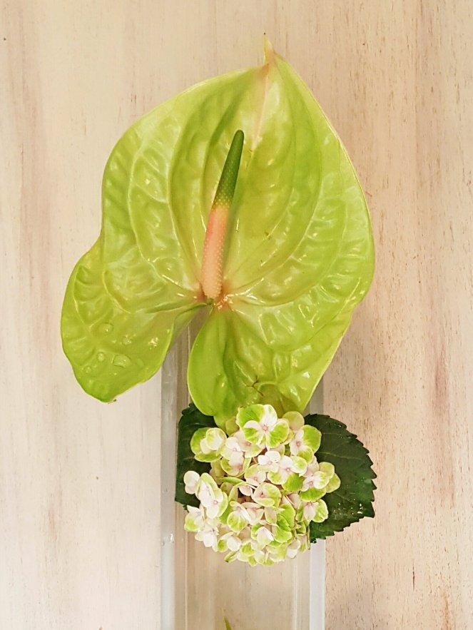 Anthurie und Horthensie.jpg