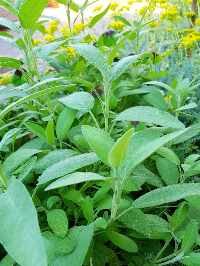 Salbei in meinem Garten.jpg