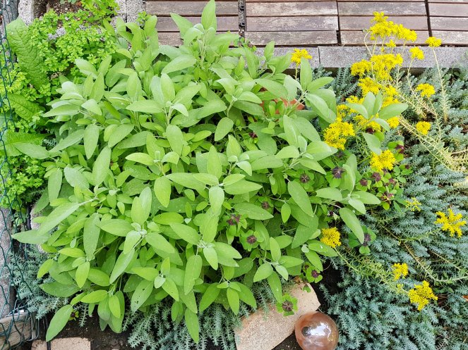 Salbei und Glücksklee.jpg