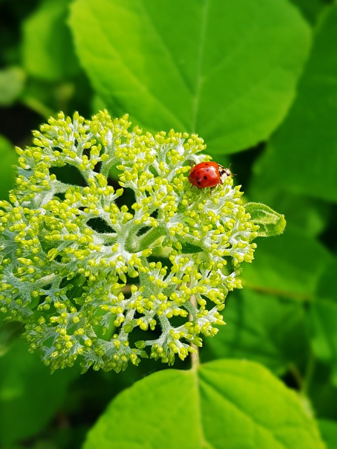 Hortensie Ende Mai vor der Blüte.jpg