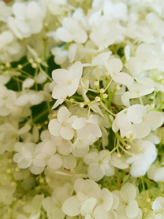 BLüten der Schneeball-Hortensie.jpg