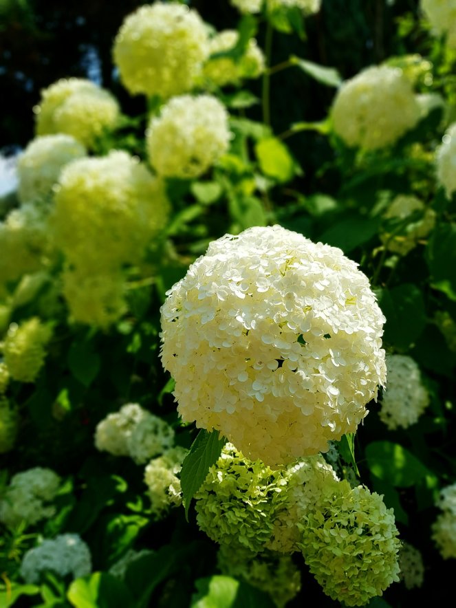 Hortensie incrediball.jpg