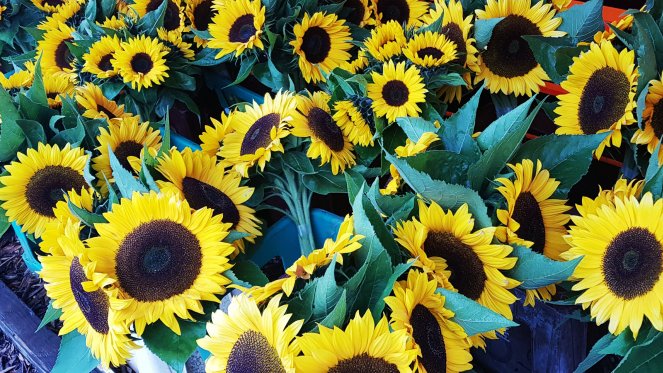 Sonnenblumen-Sträuße zum Kauf auf Vertrauensbasis.jpg