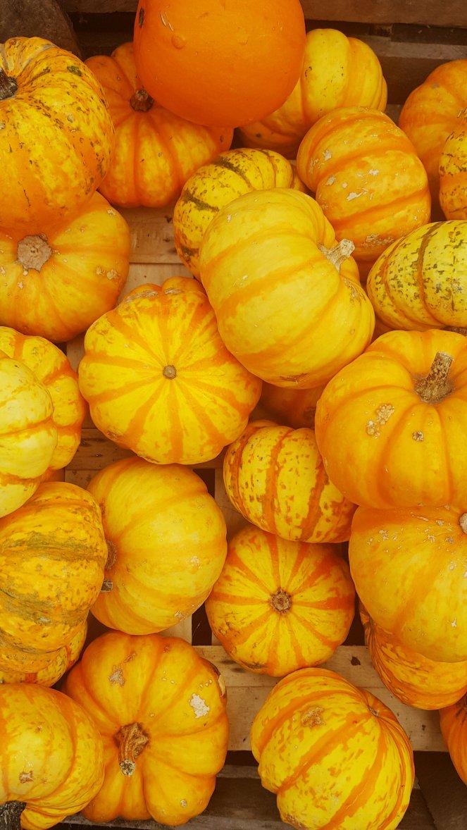 Kürbisse in meiner Lieblingsfarbe orange